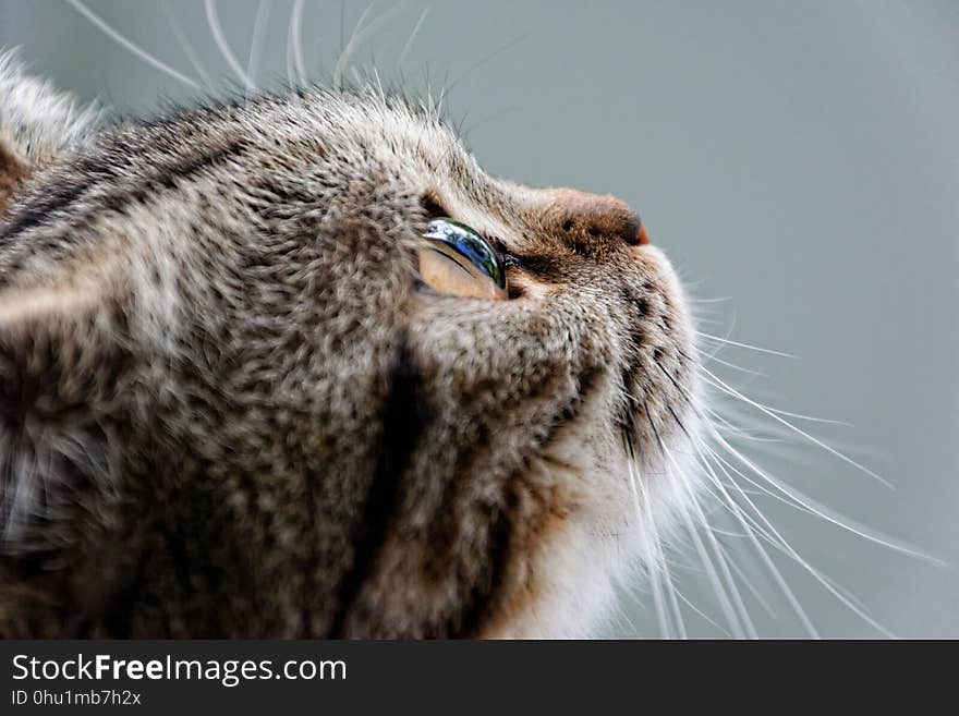 Whiskers, Cat, Fauna, Close Up