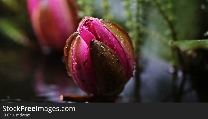 Plant, Bud, Close Up, Flowering Plant