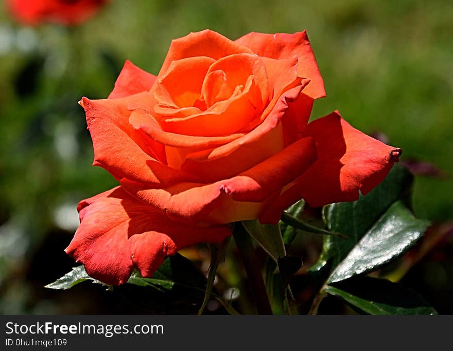 Rose, Flower, Rose Family, Garden Roses