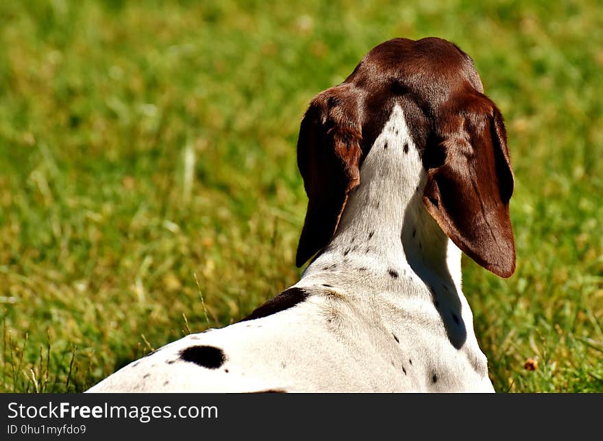 Dog Breed, Old Danish Pointer, Grass, Snout