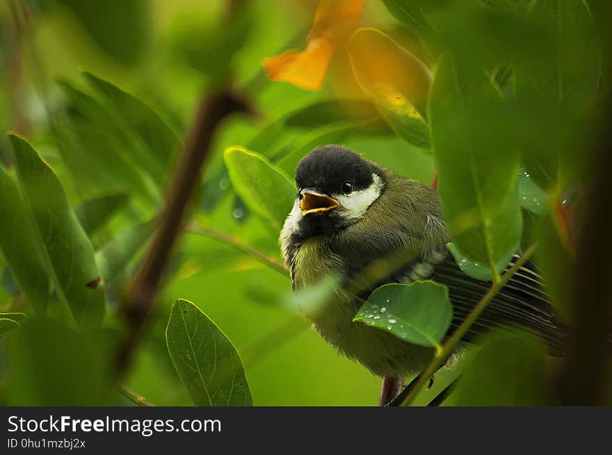 Bird, Beak, Fauna, Wildlife