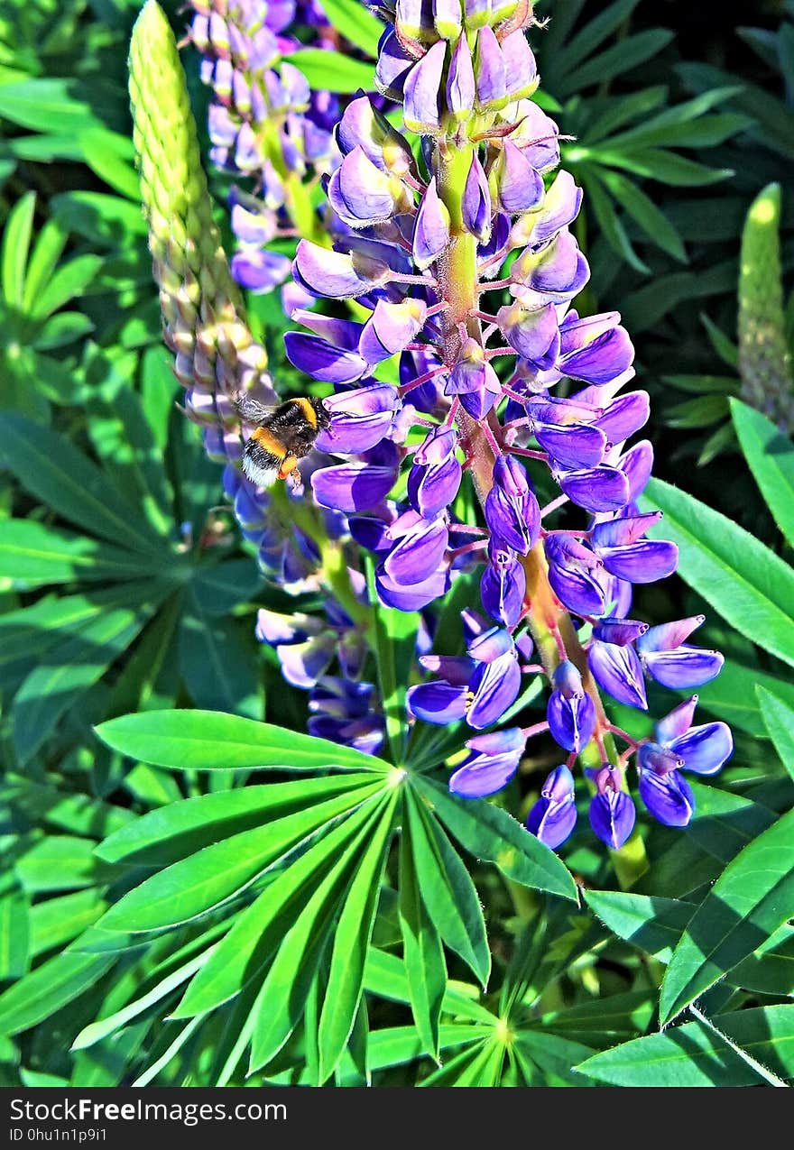 Plant, Flower, Lupin, Flora