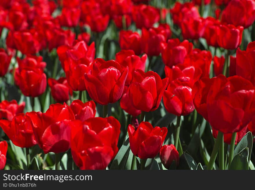 Flower, Plant, Flowering Plant, Red