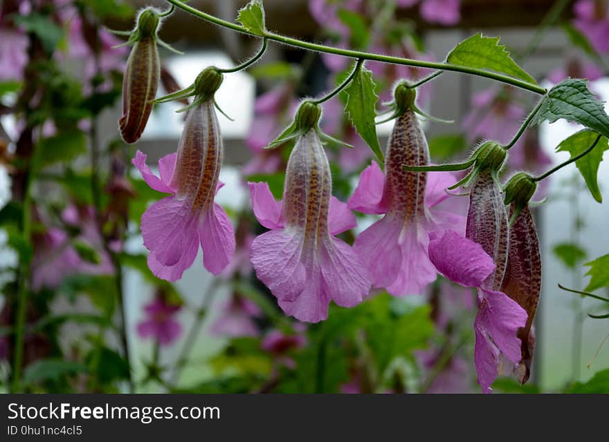 Flora, Plant, Flower, Bellflower Family