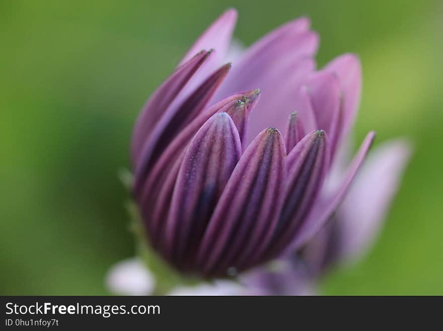 Flower, Purple, Flora, Close Up