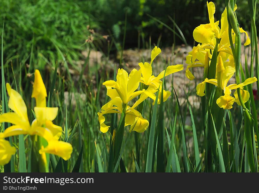 Flower, Plant, Yellow, Flowering Plant