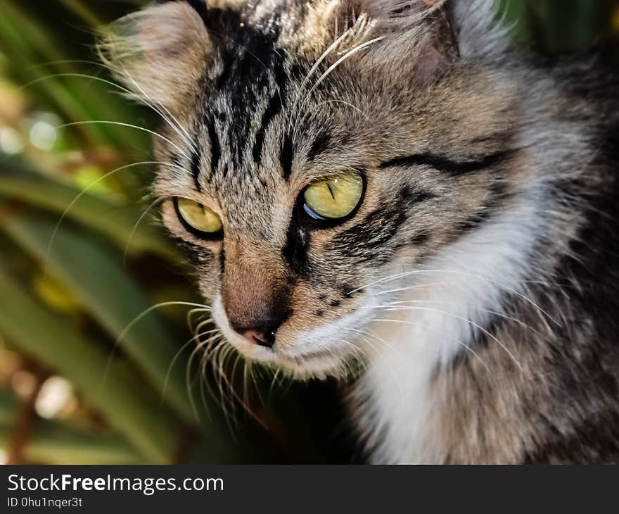 Cat, Whiskers, Fauna, Small To Medium Sized Cats