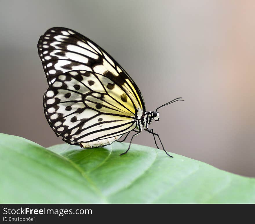 Butterfly, Moths And Butterflies, Insect, Invertebrate