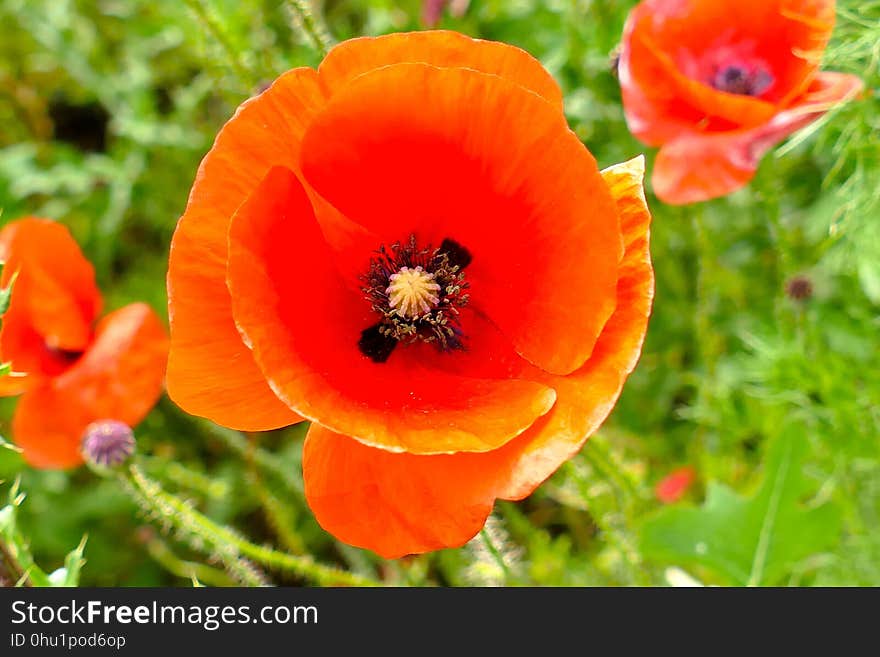 Flower, Wildflower, Poppy, Poppy Family