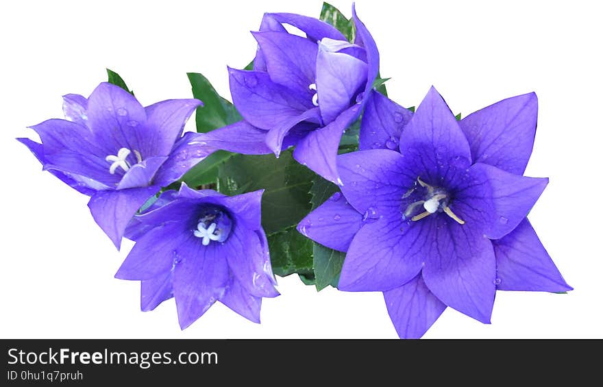 Flower, Blue, Violet, Plant