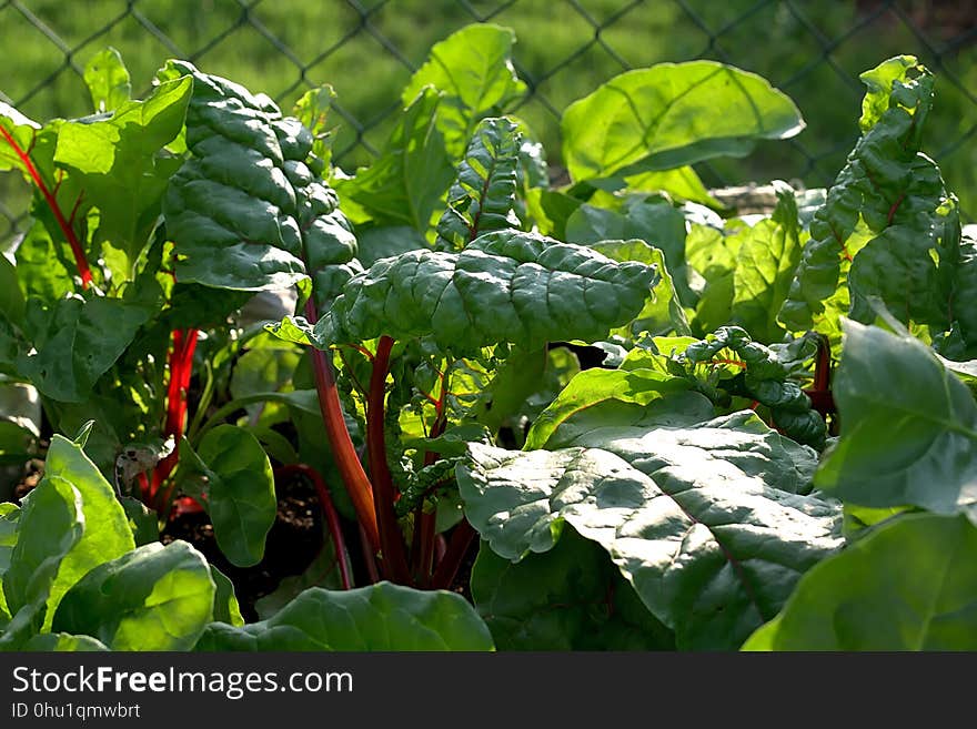 Plant, Leaf, Vegetation, Chard