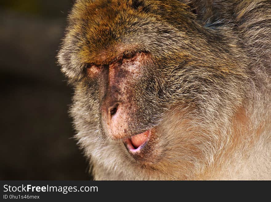 Macaque, Mammal, Fauna, Wildlife