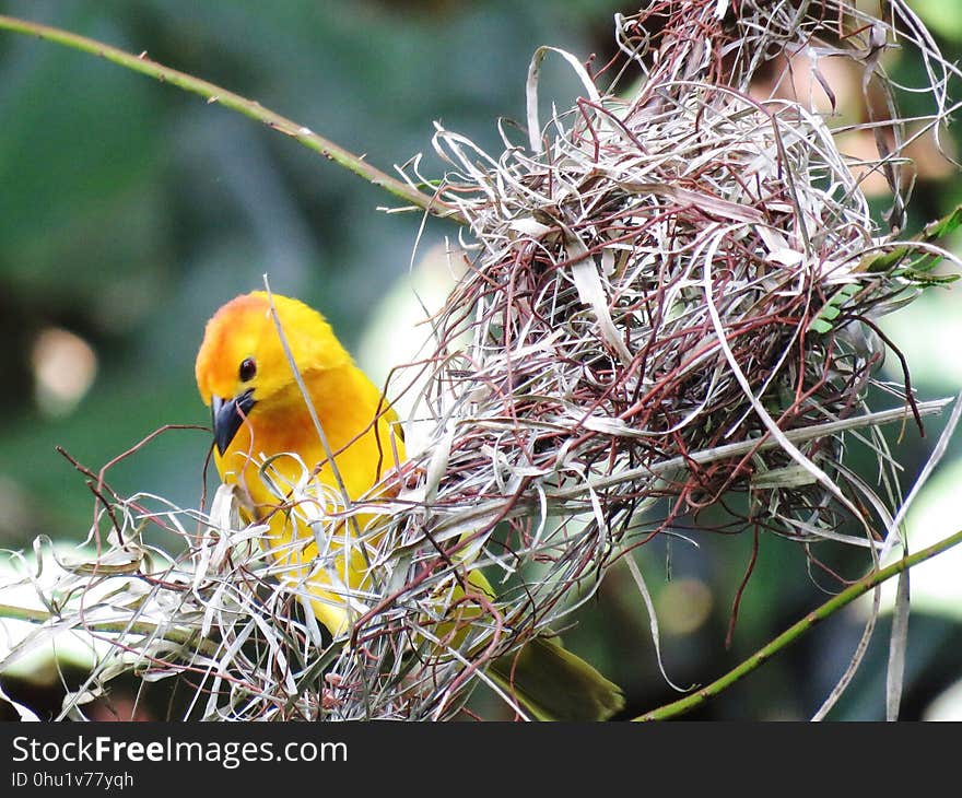 Bird, Beak, Fauna, Bird Nest