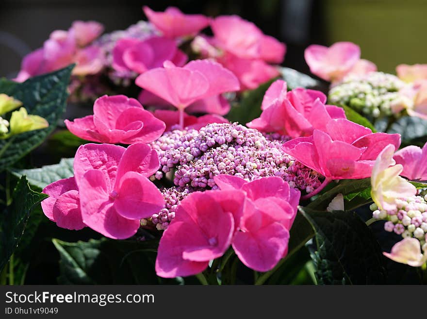 Flower, Plant, Pink, Flowering Plant