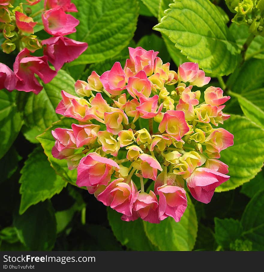 Flower, Plant, Flowering Plant, Pink