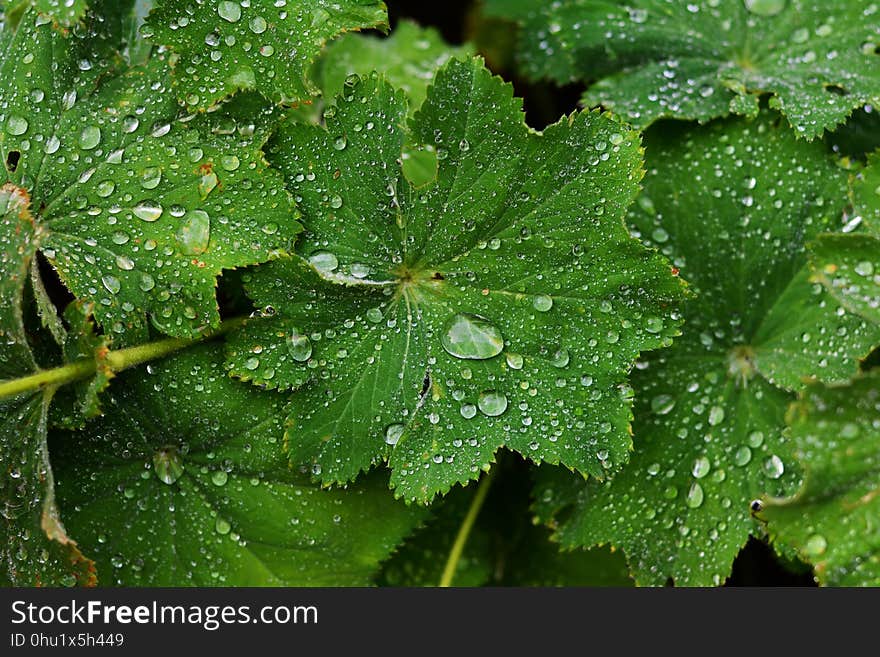 Water, Leaf, Dew, Drop