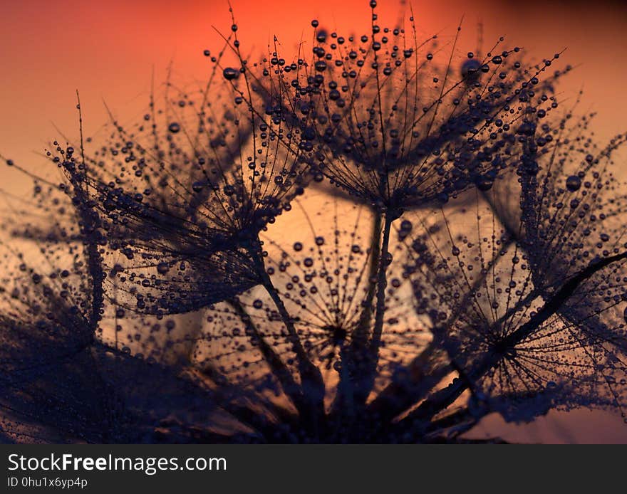 Sky, Tree, Morning, Close Up