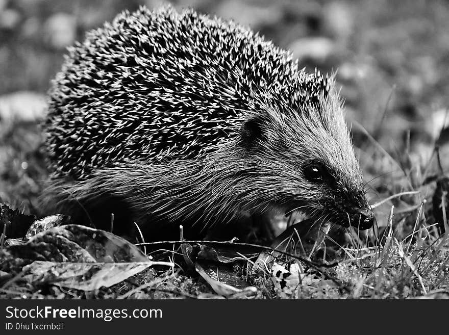 Hedgehog, Erinaceidae, Black And White, Domesticated Hedgehog