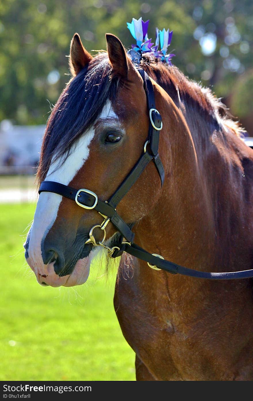 Horse, Halter, Bridle, Horse Harness