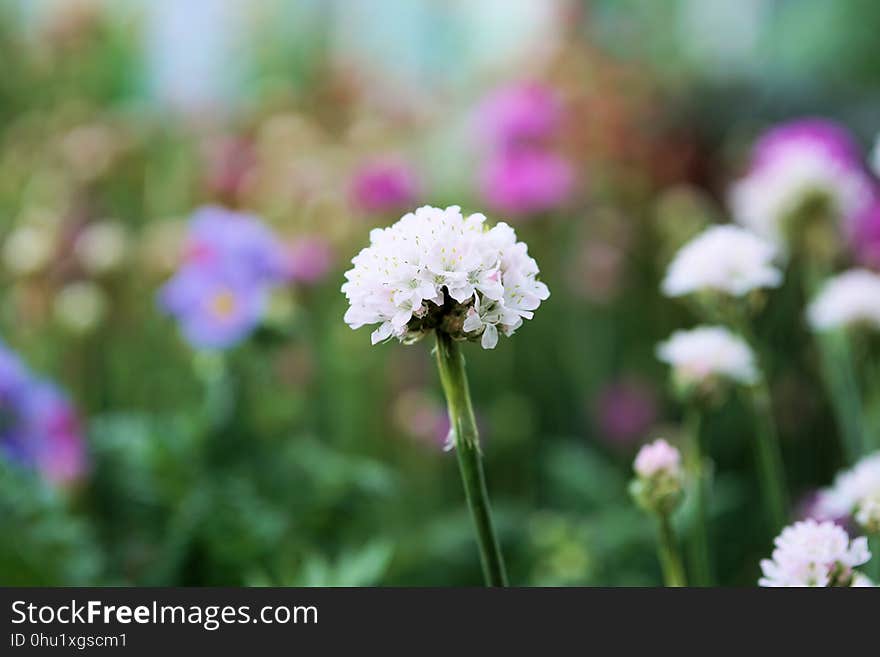 Flower, Pink, Plant, Purple