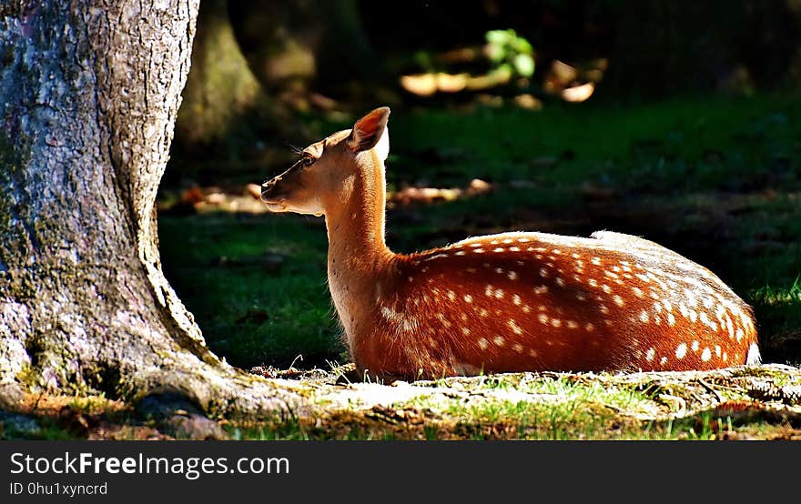 Fauna, Mammal, Wildlife, Deer