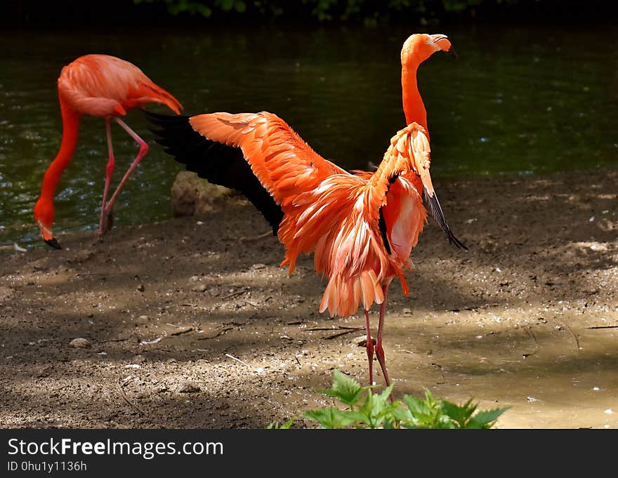 Flamingo, Bird, Water Bird, Fauna