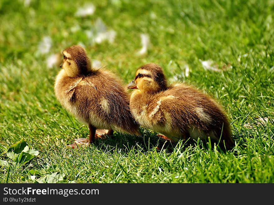 Bird, Fauna, Duck, Ducks Geese And Swans