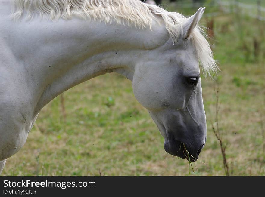 Horse, Mane, Fauna, Horse Like Mammal