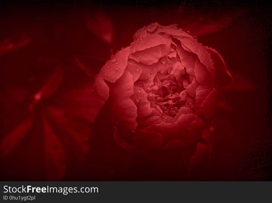 Red, Flower, Garden Roses, Rose Family