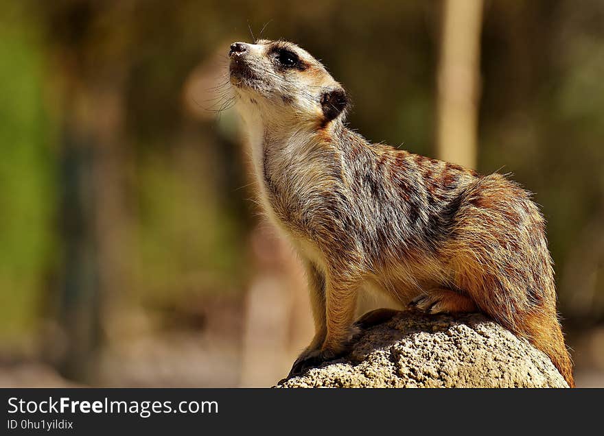 Meerkat, Mammal, Fauna, Wildlife