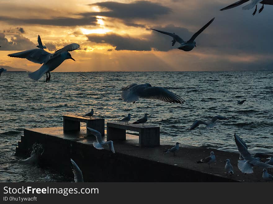 Sea, Sky, Seabird, Water