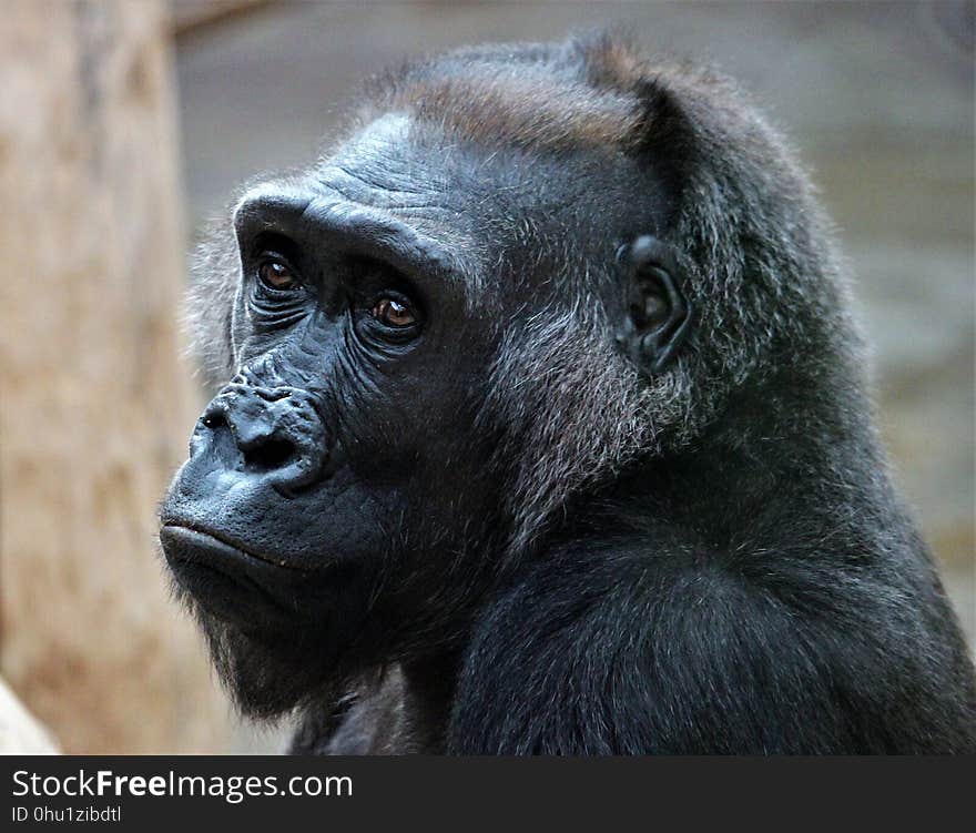 Great Ape, Western Gorilla, Fauna, Primate