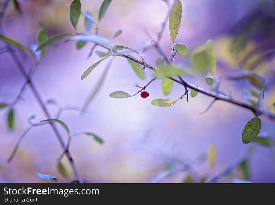 Flora, Flower, Close Up, Purple