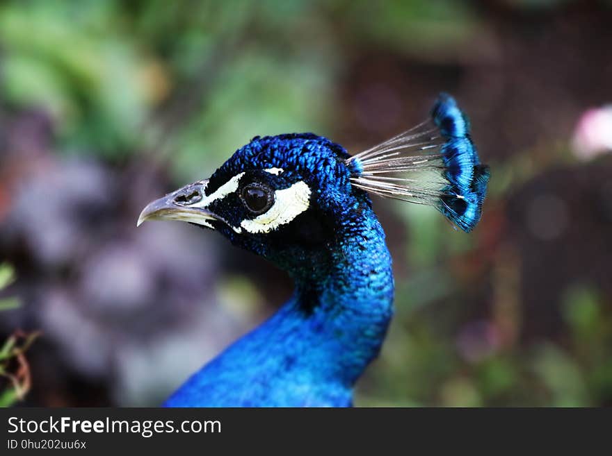 Bird, Peafowl, Beak, Fauna