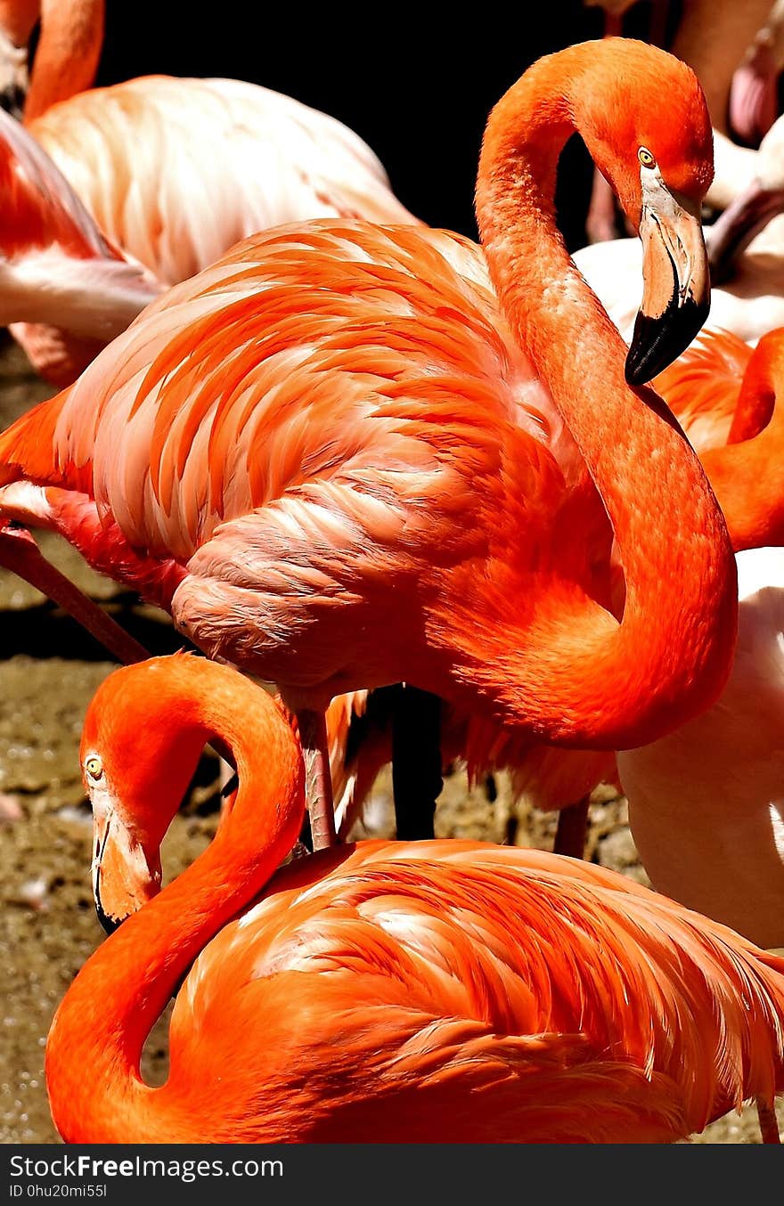 Flamingo, Vertebrate, Orange, Water Bird