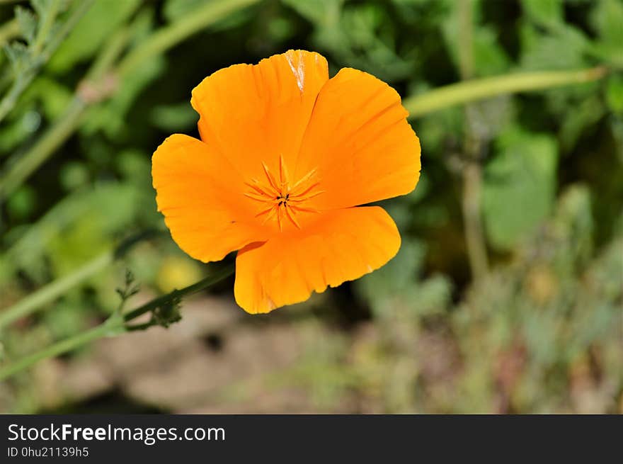 Flower, Eschscholzia Californica, Wildflower, Flora