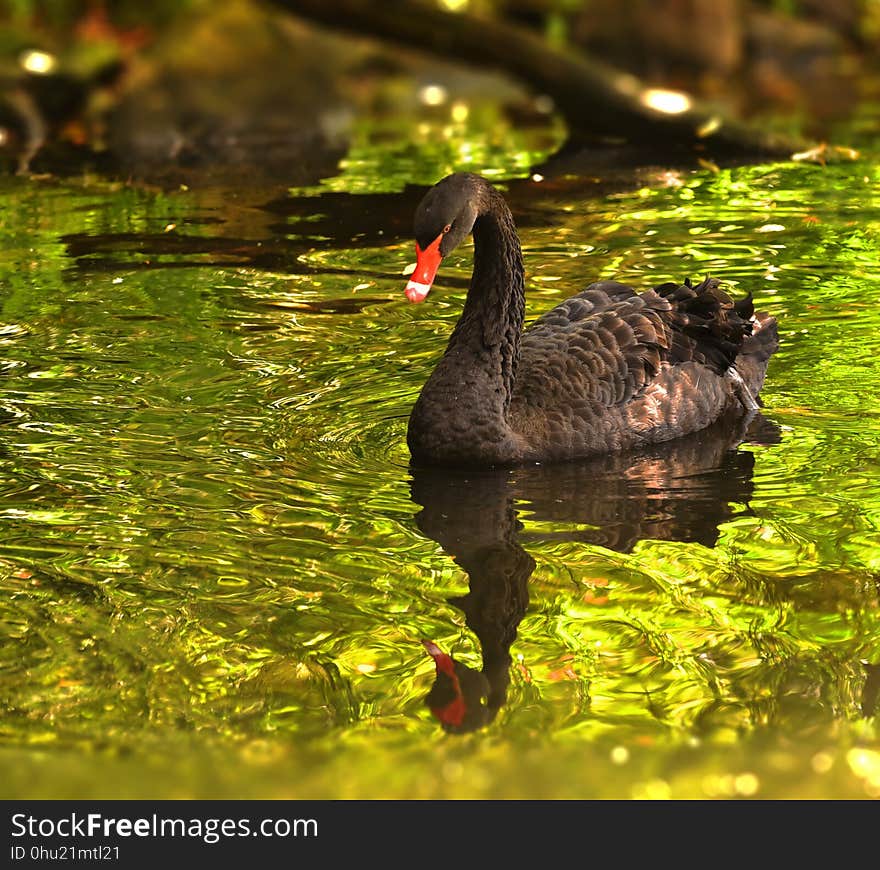 Water, Bird, Fauna, Ecosystem