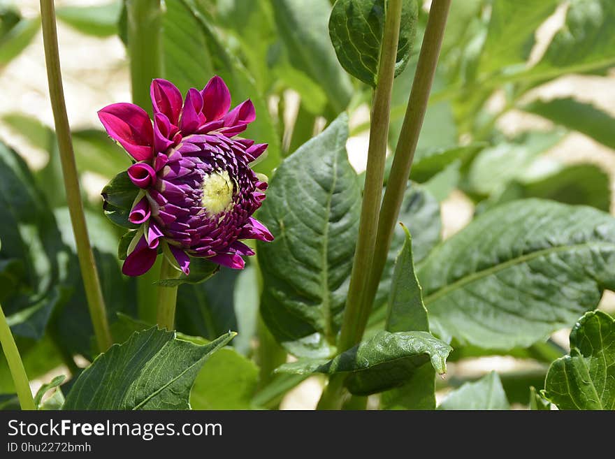 Flower, Plant, Flora, Annual Plant