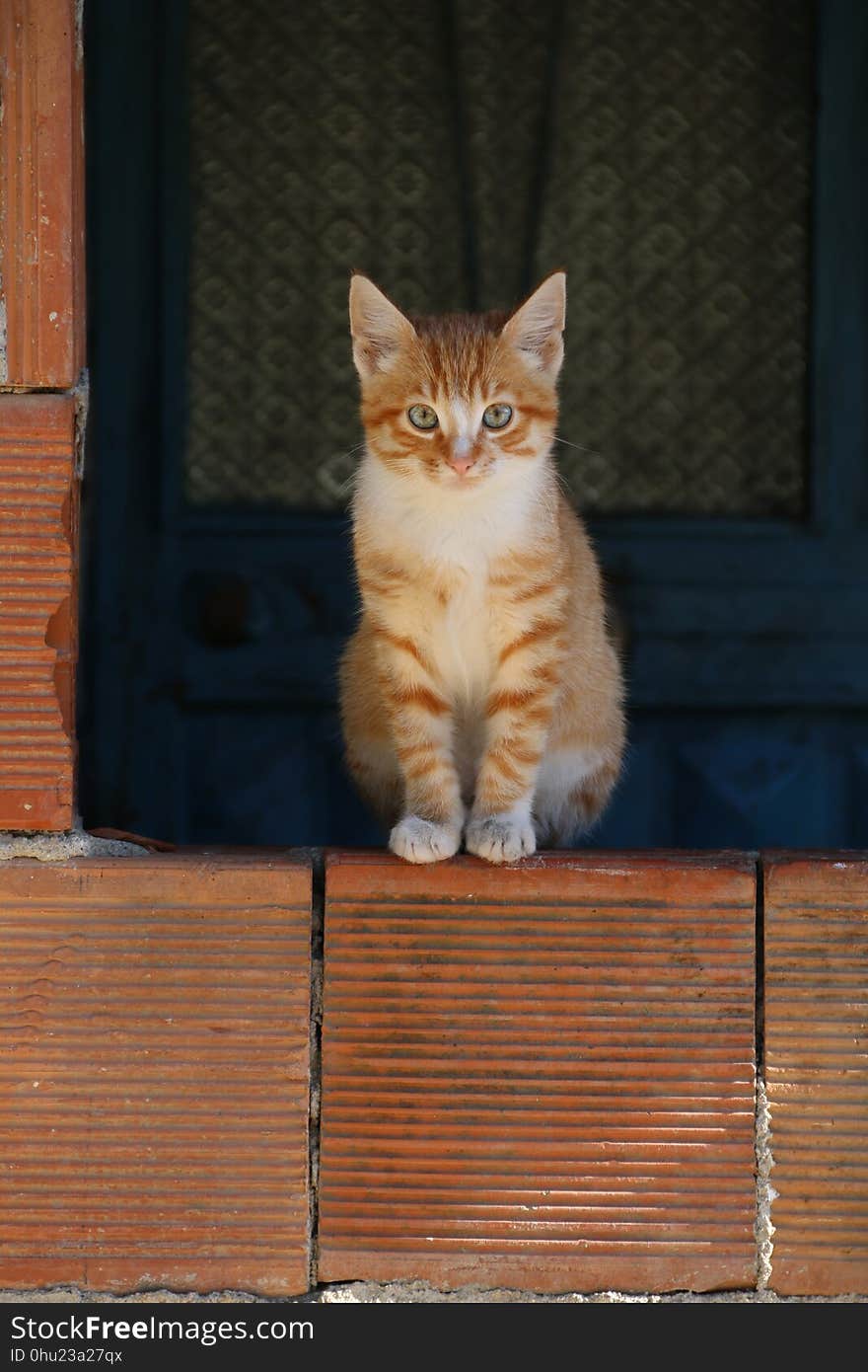 Cat, Mammal, Small To Medium Sized Cats, Whiskers