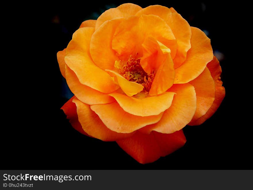 Flower, Rose, Rose Family, Orange