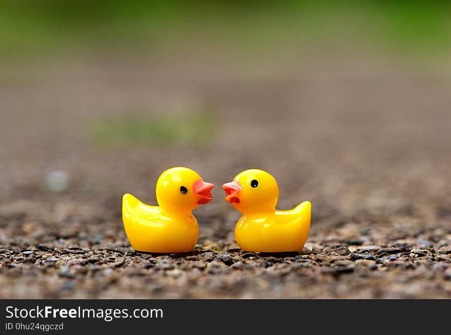 Bird, Beak, Water Bird, Close Up