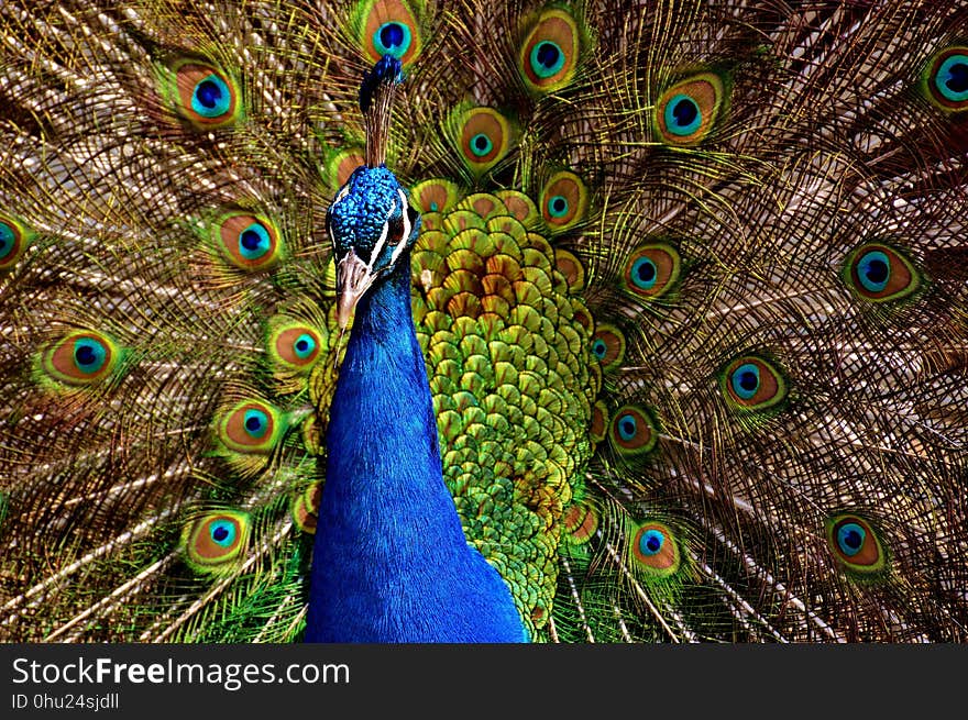 Peafowl, Galliformes, Fauna, Feather