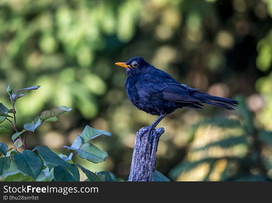 Bird, Beak, Blackbird, Bluebird