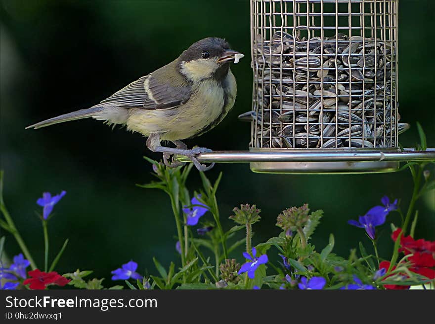 Bird, Fauna, Beak, Finch