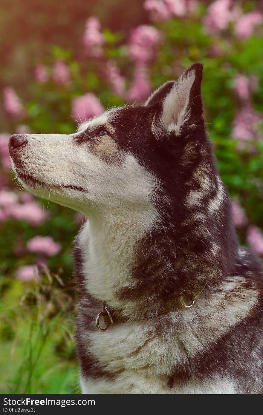 Dog Like Mammal, Dog Breed, Sakhalin Husky, Mammal