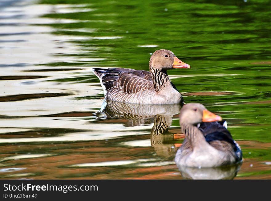 Bird, Water, Duck, Fauna