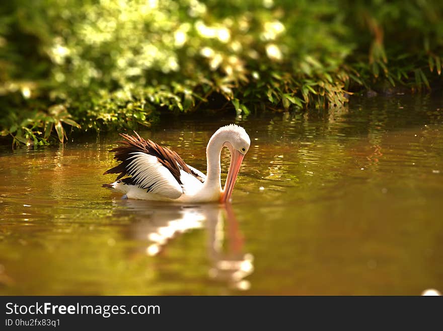 Water, Bird, Reflection, Beak