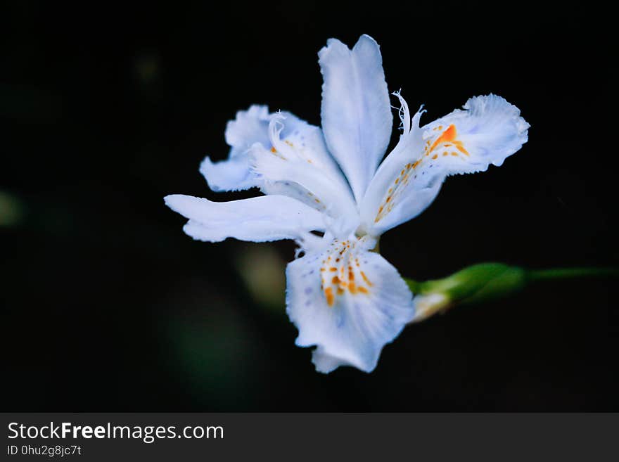 Flower, White, Flora, Plant