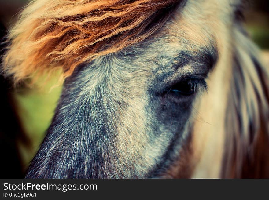 Horse, Hair, Mane, Eye