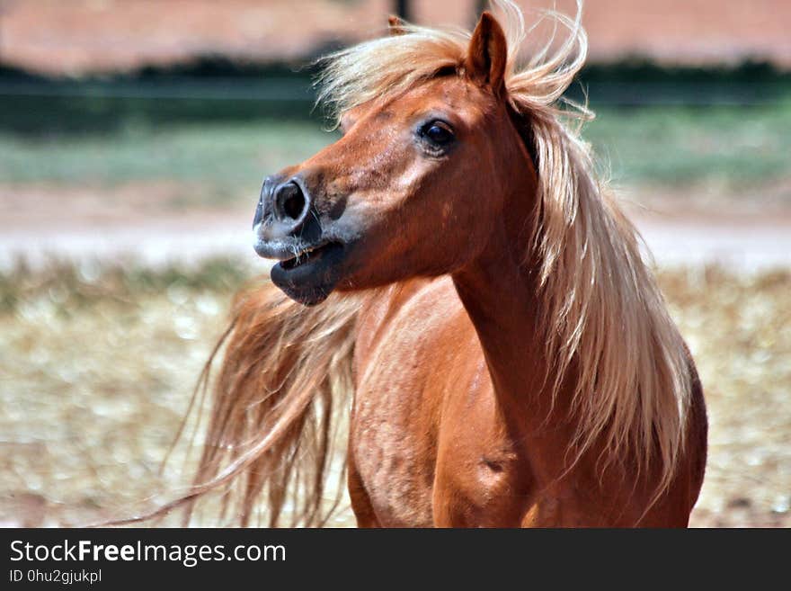 Horse, Mane, Horse Like Mammal, Stallion